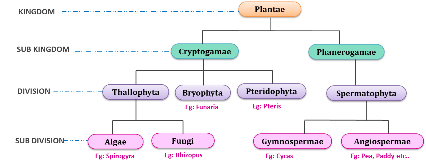 Classification Of Plant Kingdom Study Score